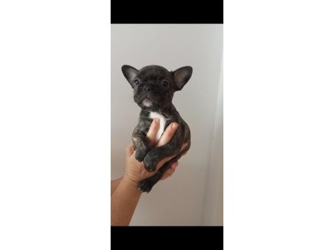 Fransiz bulldog yavrular izmir