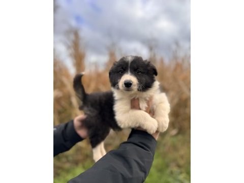 En zeki ırk border collie bebekler