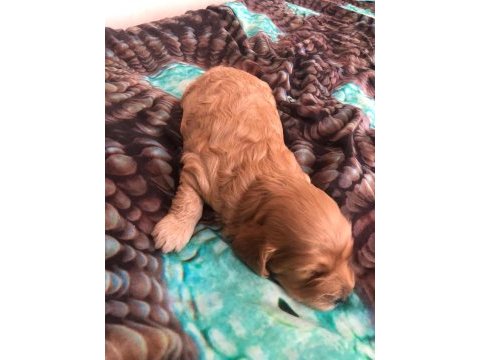 Orjinal poodle yavrular
