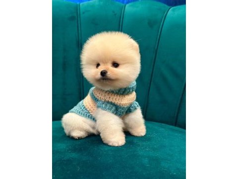 Pomeranian boo yavruları