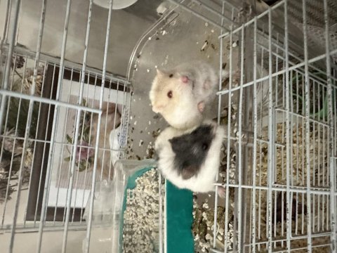 Hamster (ataşehir)