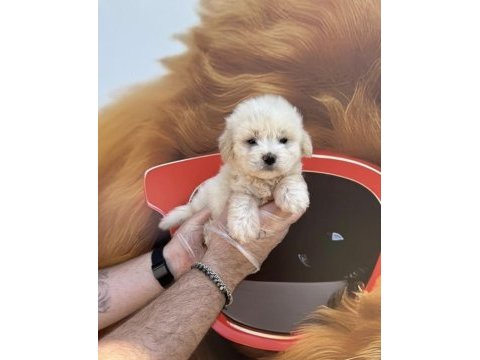 Irk garantili maltipoo yavrularımız