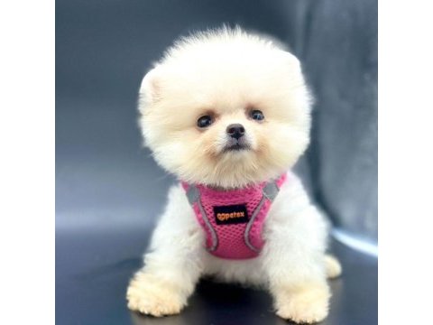 Safkan pomeranian boo yavrularımız