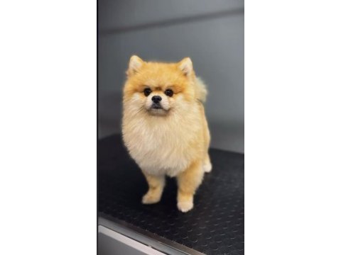 Pomeranian oğlumuza eş arıyoruz erkek çift testis