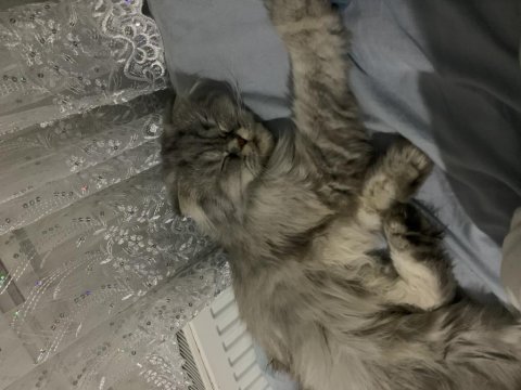 Sessiz sakin iran kedisi ücretsiz sahiplendirilecektir