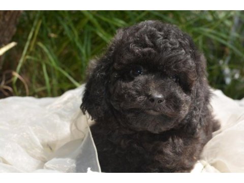 Siyah inci toy poodle bebekler