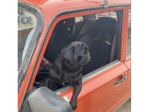 Yavru pug yavrularımız