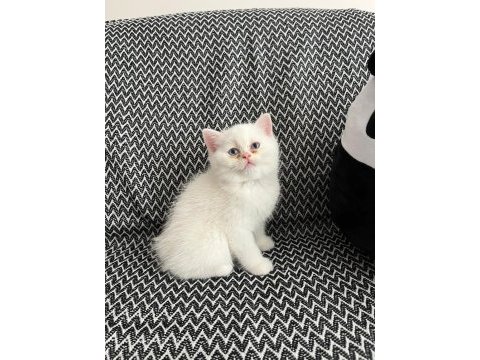 2 aylık erkek british longhair