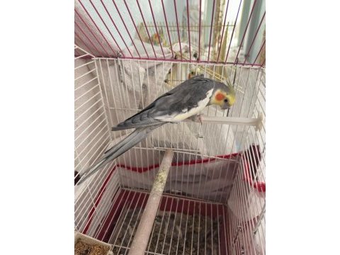 El beslemesi sultanlar sultanları