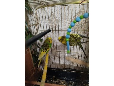 2 muhabbet kuşu ve 2 sultan papağanı