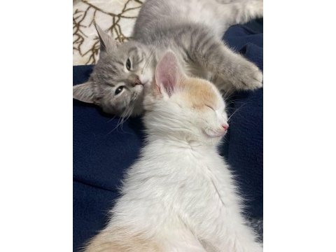 British shorthair kızıma yeni yuva arıyorum