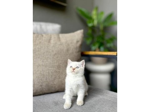 Brıtısh shorthair a kalite yavrularım 