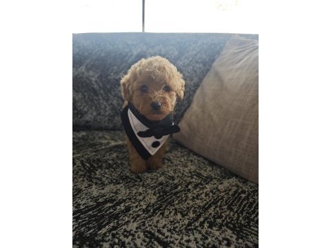 Toy poodle erkek kuyruksuz