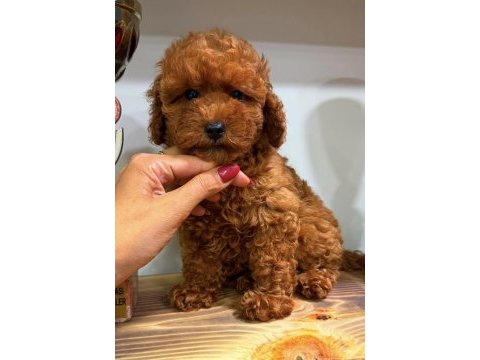 Red toy poodle dişi