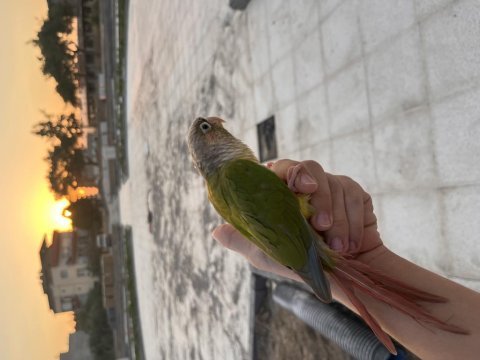 Konur papağanı alışık