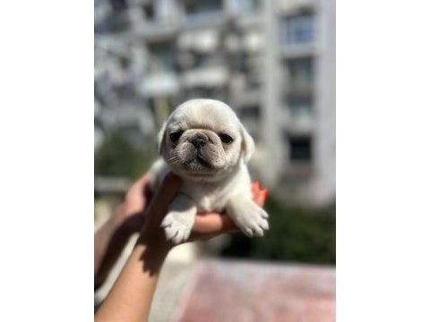 Egzotic white pug kardeşler