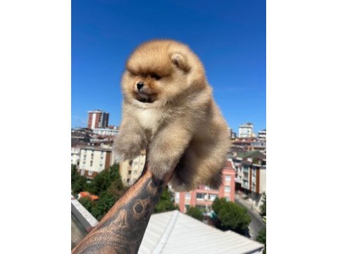 Ayı surat pomeranian yavrular korekan