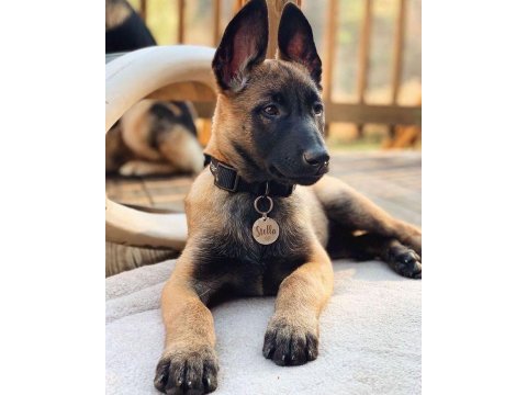 Belçika kurdu köpeği