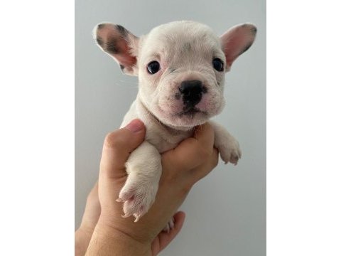 A kalite maskeli french bulldog yavrularımız