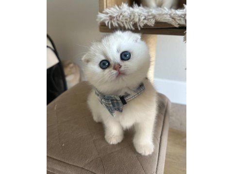 Bebek surat silver scottish fold