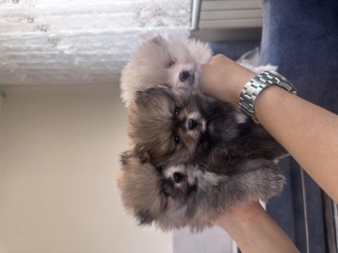Pomeranian teddy bear bebekler