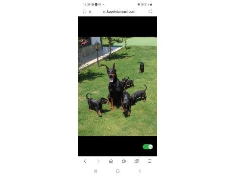 Doberman yavrular