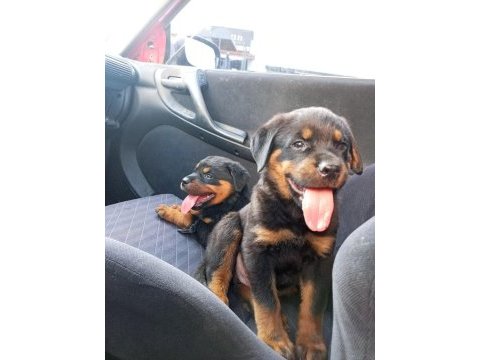 Irk garantili rottweiler yavrularımız