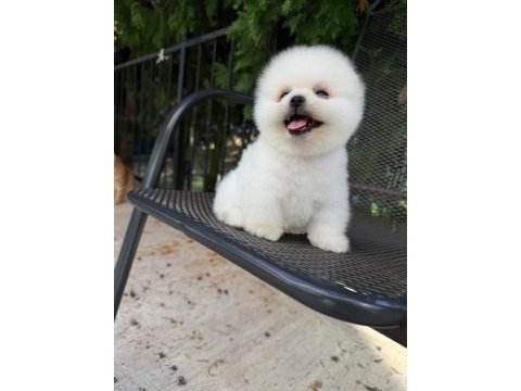 Orjinal pomeranian boo yavrumuz 