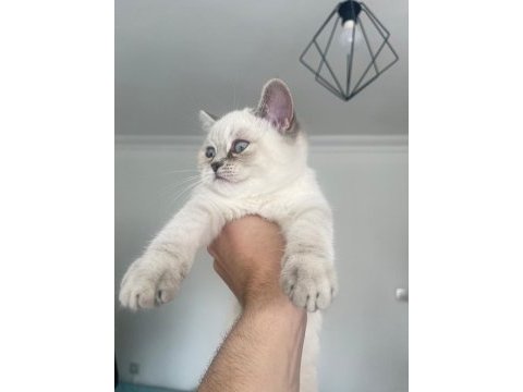 Blue point 2 aylık british shorthair