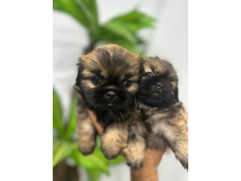 Pekinez yavru köpeğimiz