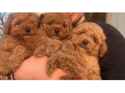 Toypoodle yavrularımız 