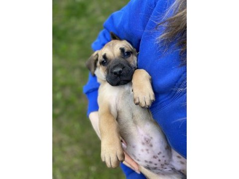 Presa canario tatlı bebek lili aile arıyor