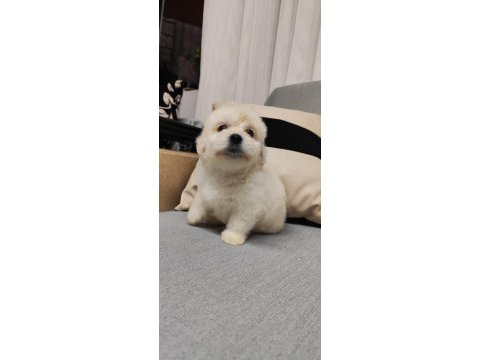 Maltipoo 2 adet uygun fiyata sahiplendirme yapılacaktır