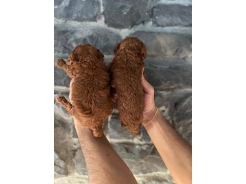 Toy poodle yavrularımız