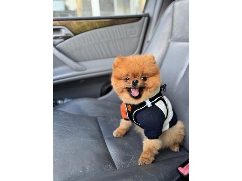 Şecereli a+ kalite teddy bear erkek çok acil son