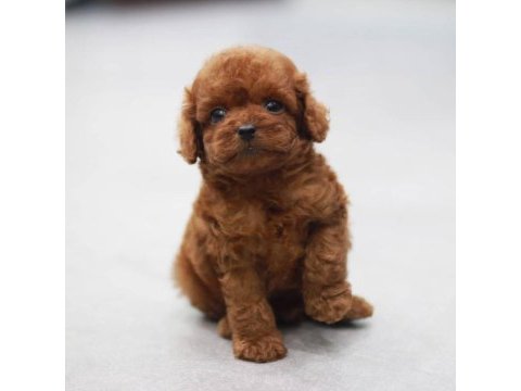 Toy poodle yavruları