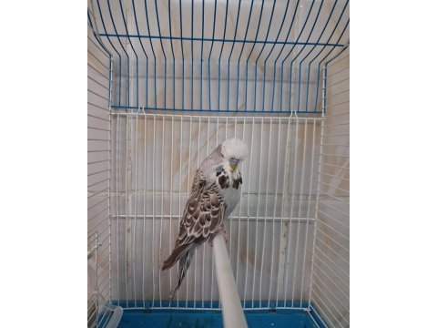 Show jumbo erkek muhabbet kuşları