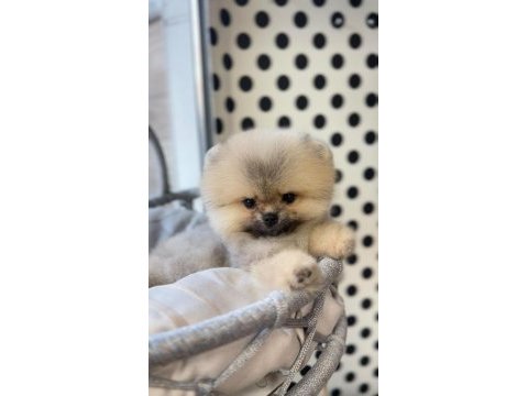 Pomeranian boo ayı surat yavrularimiz