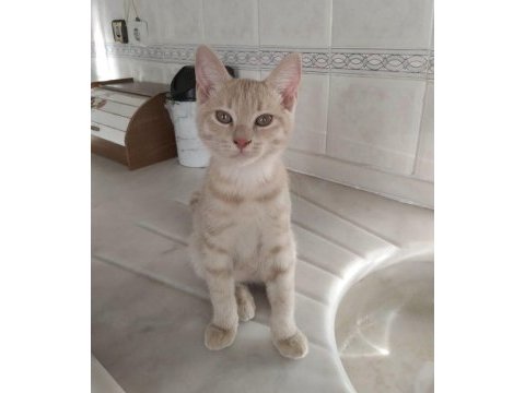 3 aylık iki güzel minik kedimiz yuva arıyor