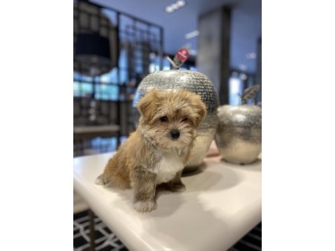 Teacup morkie bebeklerimiz