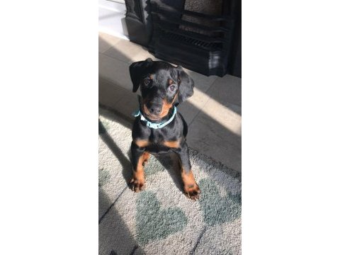 Doberman yavrular