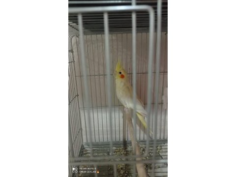 Hazır 2 adet sultan papağanı