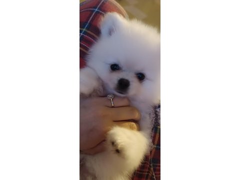 Sevimli pomeranian bebeklerim