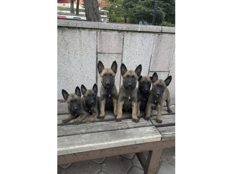 Safkan belçika malinois yavrular