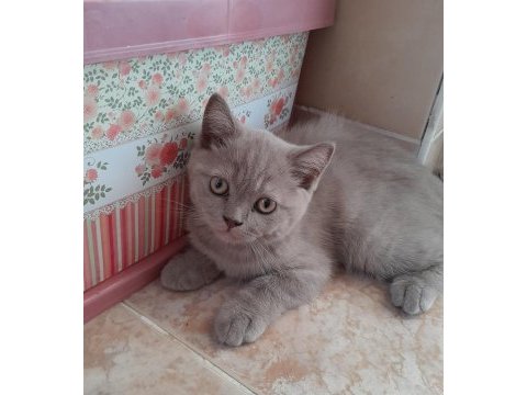 British shorthair yavru kedimiz