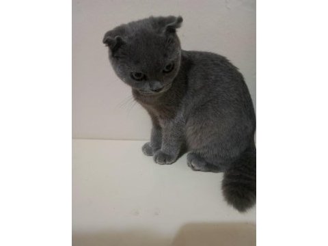 2.5 aylık scottish fold erkek (son yavru)