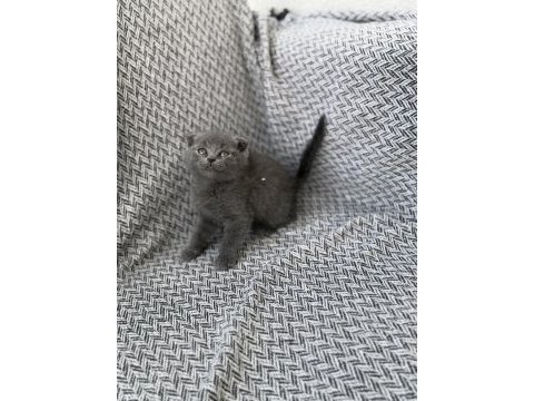A kalite scottish fold yavrusu