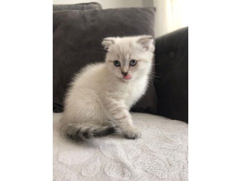 A kalite yavru scottish fold