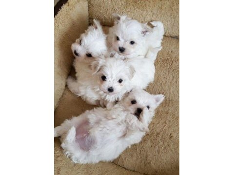 Maltese babby