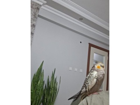 Full evcil sultan papağanı